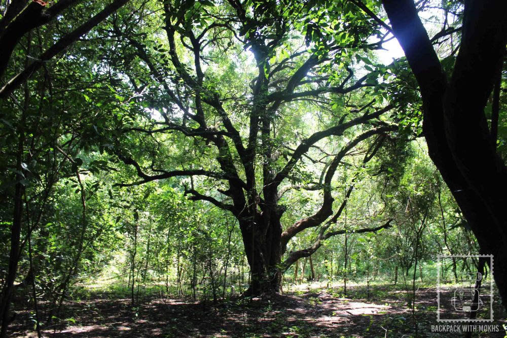 dense and tall trees in Nech Sur national park