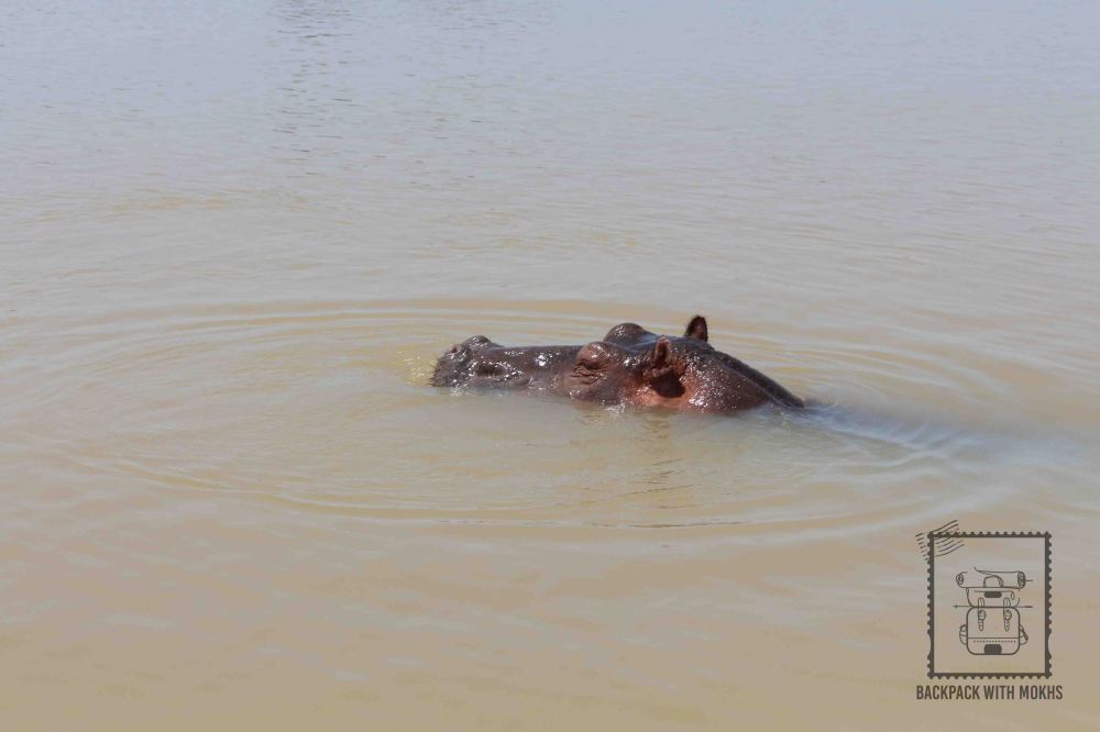 Hipopotamnus face coming out of water in Lake tana