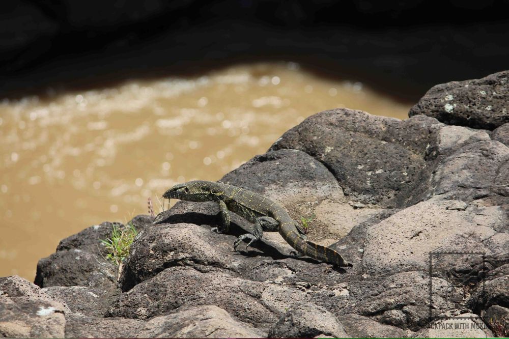 Monitor Lizard at the edge of the river bank