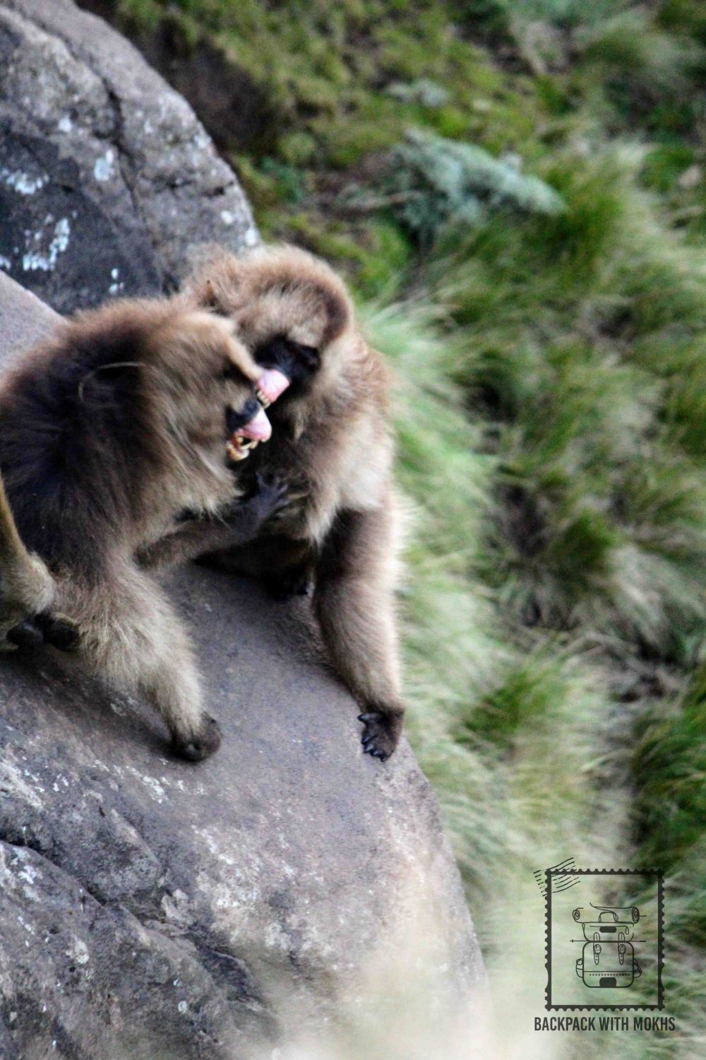 Gelada baboons fighting at the edge of cliff