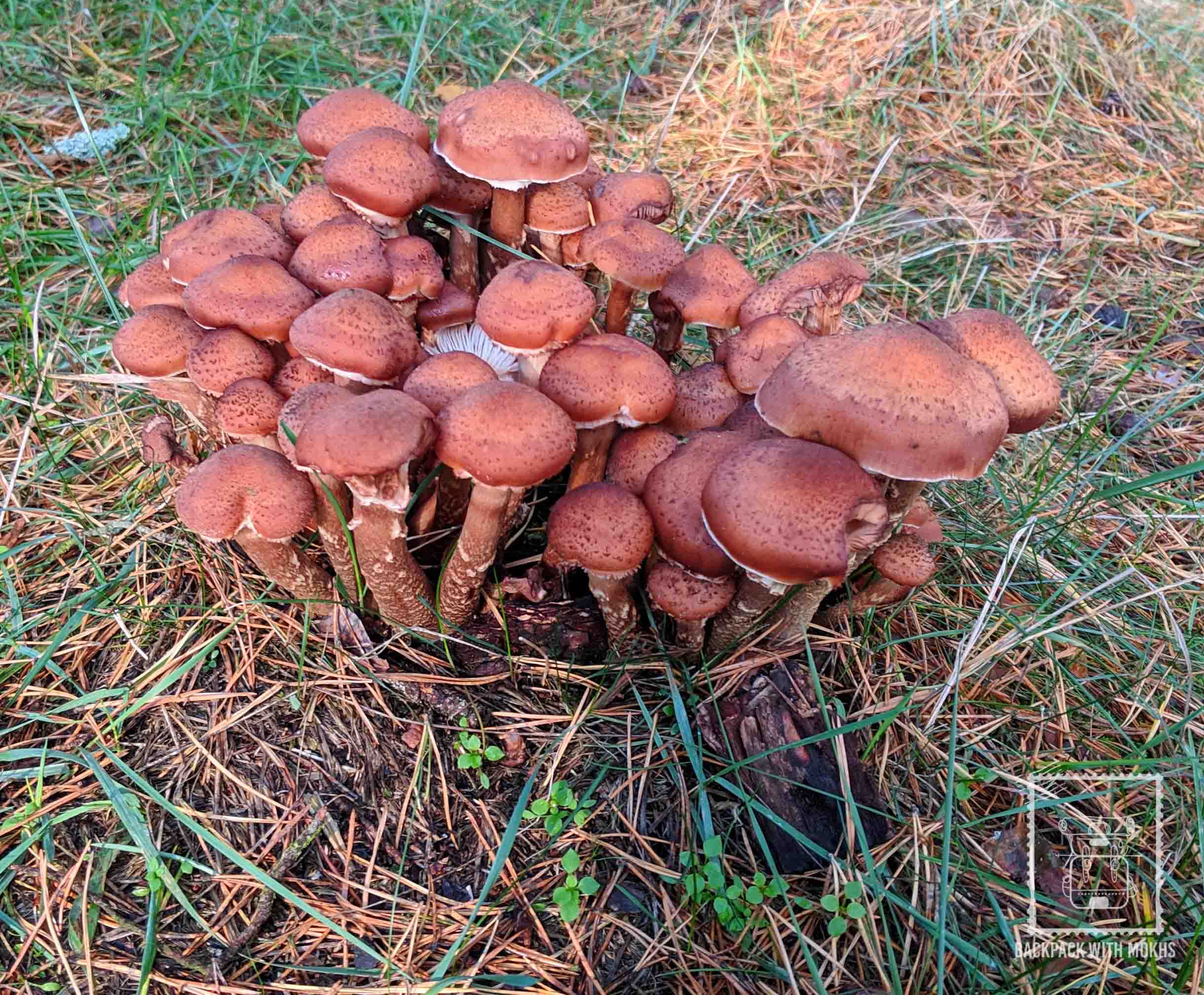 Mushroom picking in Lithuania